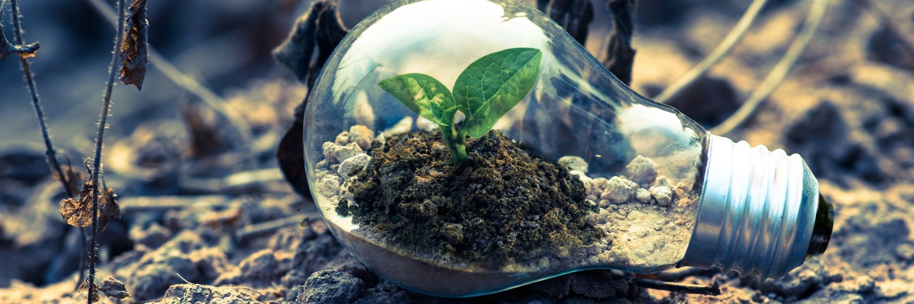 clear-light-bulb-planter-on-gray-rock-1108572 ecologia ambiente energia