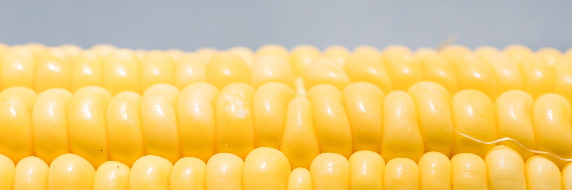 corn-5181309_1920
